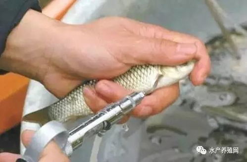 春季畜牧漁業(yè)病害高發(fā)，科學(xué)投喂飼料筑牢養(yǎng)殖防線