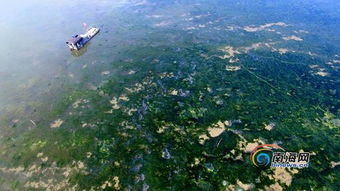 ?？跒吵霈F(xiàn)大面積海藻，檢測(cè)機(jī)構(gòu)已取樣進(jìn)行檢測(cè)