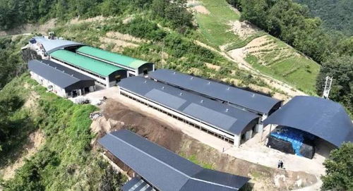 2024年安康畜牧漁業產業發展規劃與展望 聚焦飼料核心，驅動產業升級